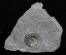 Promicroceras Ammonite - Dorset, England #30731-1